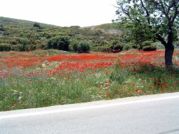 Flora en fauna